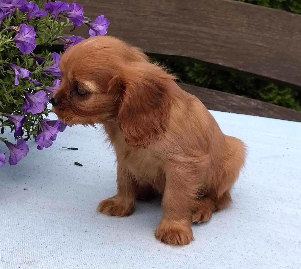 Cavalier King Charles Spaniel suczka ruby