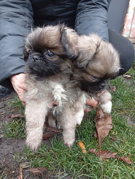 Пікінеси шукають родину