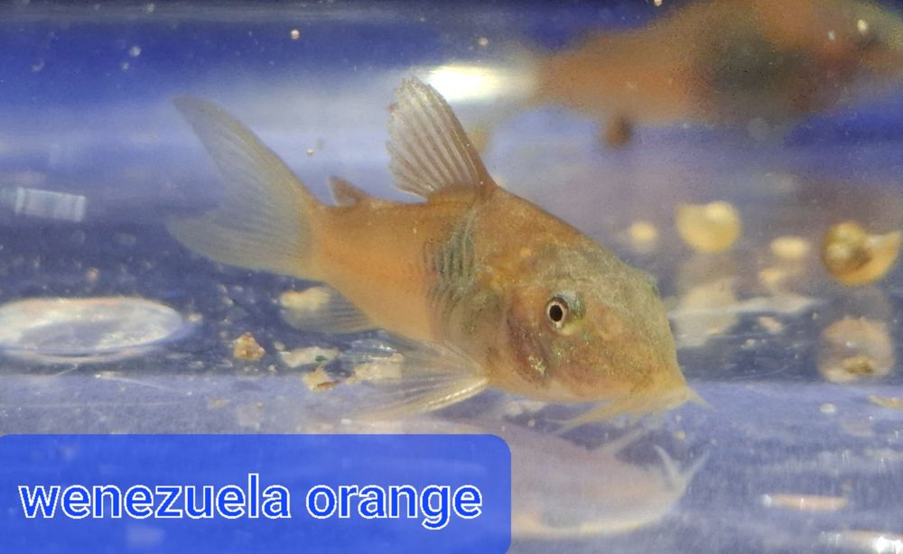 Kirysek wenezuela orange, wysyłam