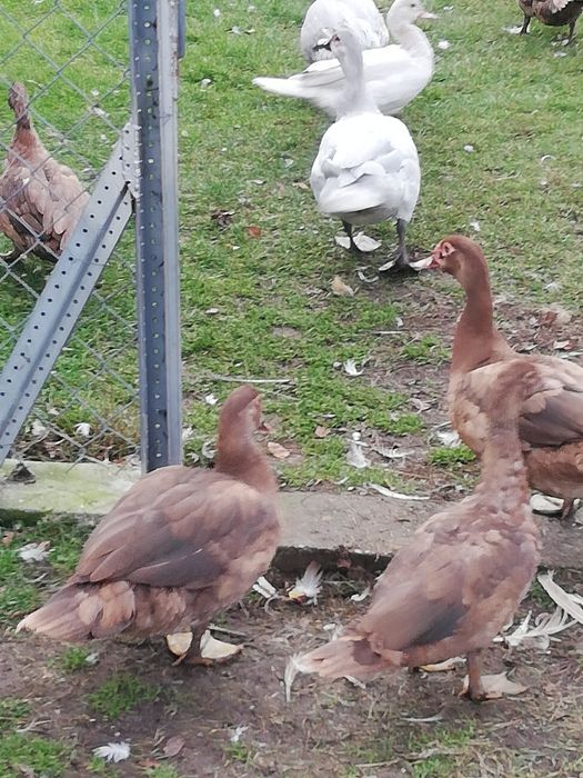 Kaczki piżmowe młode