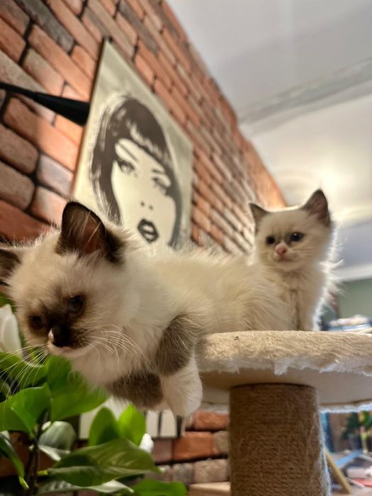 Ragdoll koteczka kocurek gotowe do zmiany domku