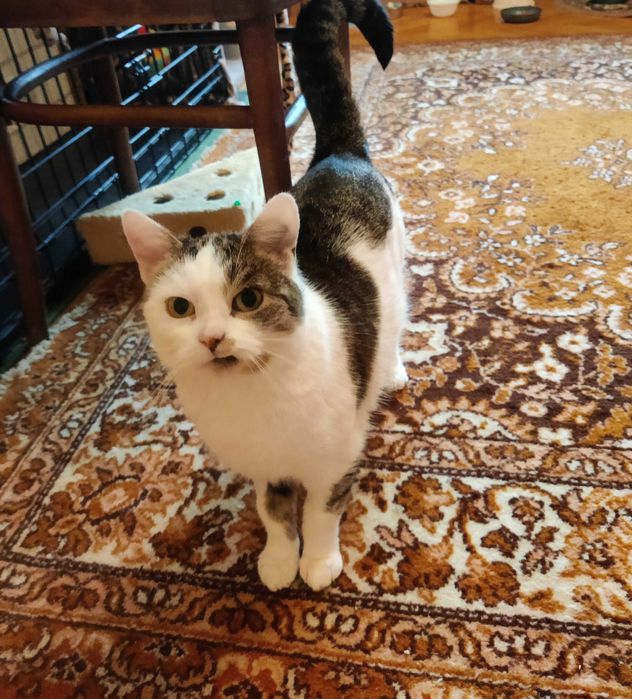 Młoda ok. 2 letnia koteczka do adopcji