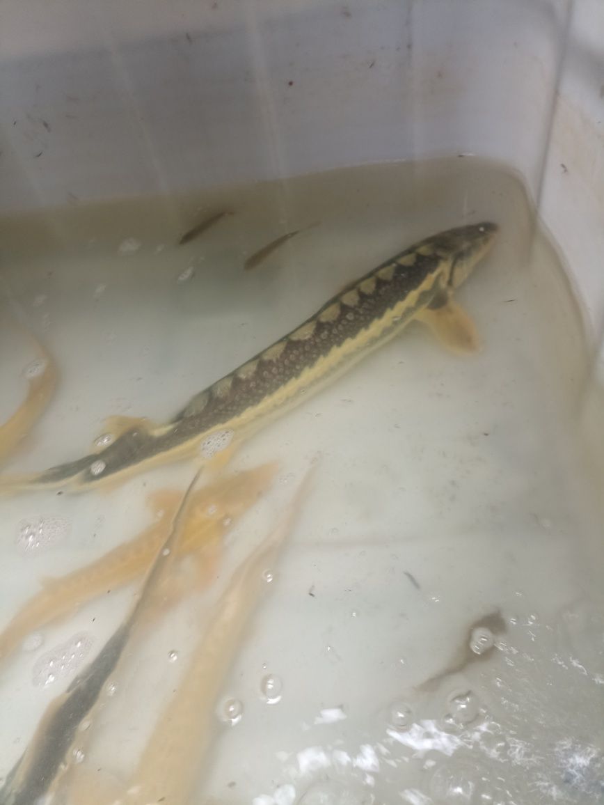 Jesiotr,Karp ,Amur i inne