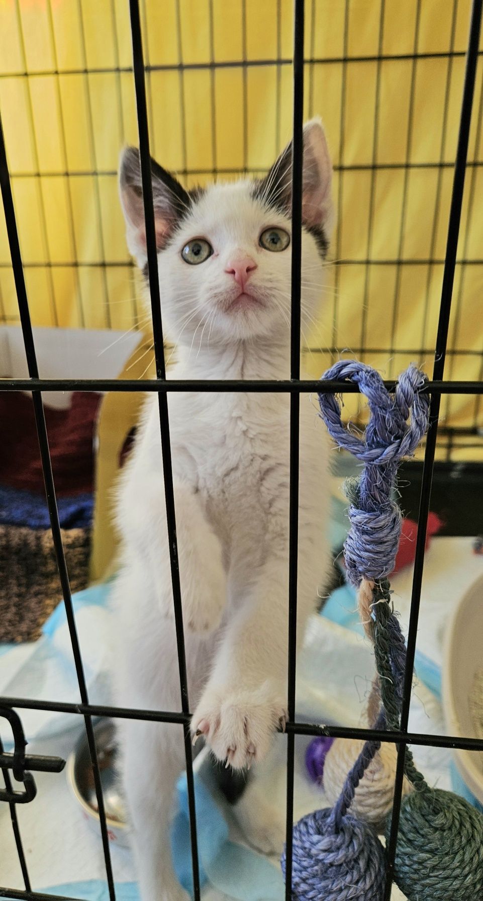 Cudowny kotek do adopcji,  kot, kociak