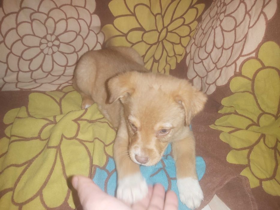 piekne samce MIX LABRADORA ok. 3 miesiące