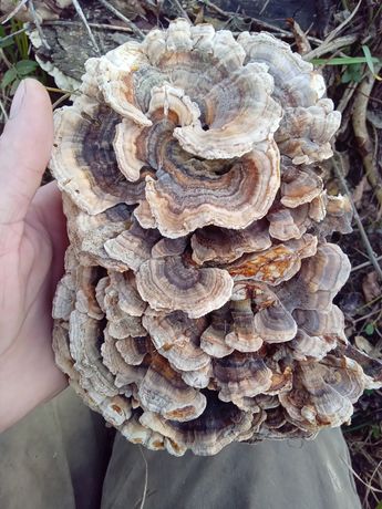 Сушені гриби траметес різнобарвний