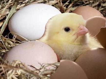 Інкубаційні яйця