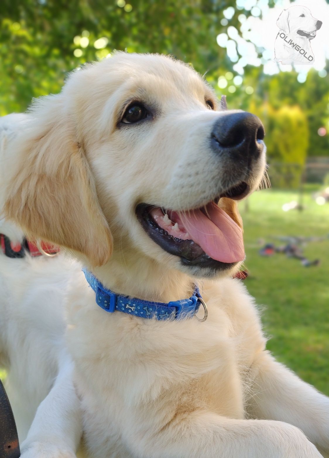 Golden retriever ZKwP FCI