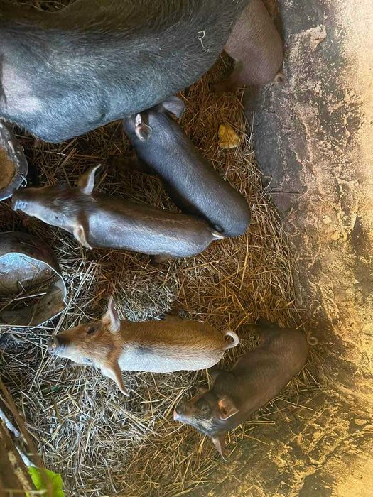 Продам поросята породи мангал дюрок