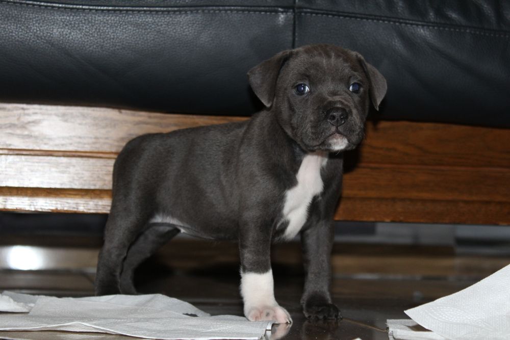 Staffordshire Bull terrier stafik staffik