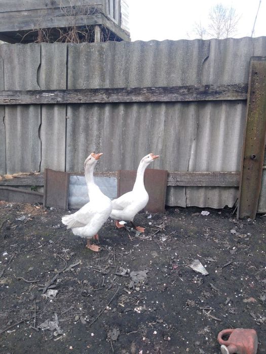 Акція!!! Інкубаційні  Супер яйця!