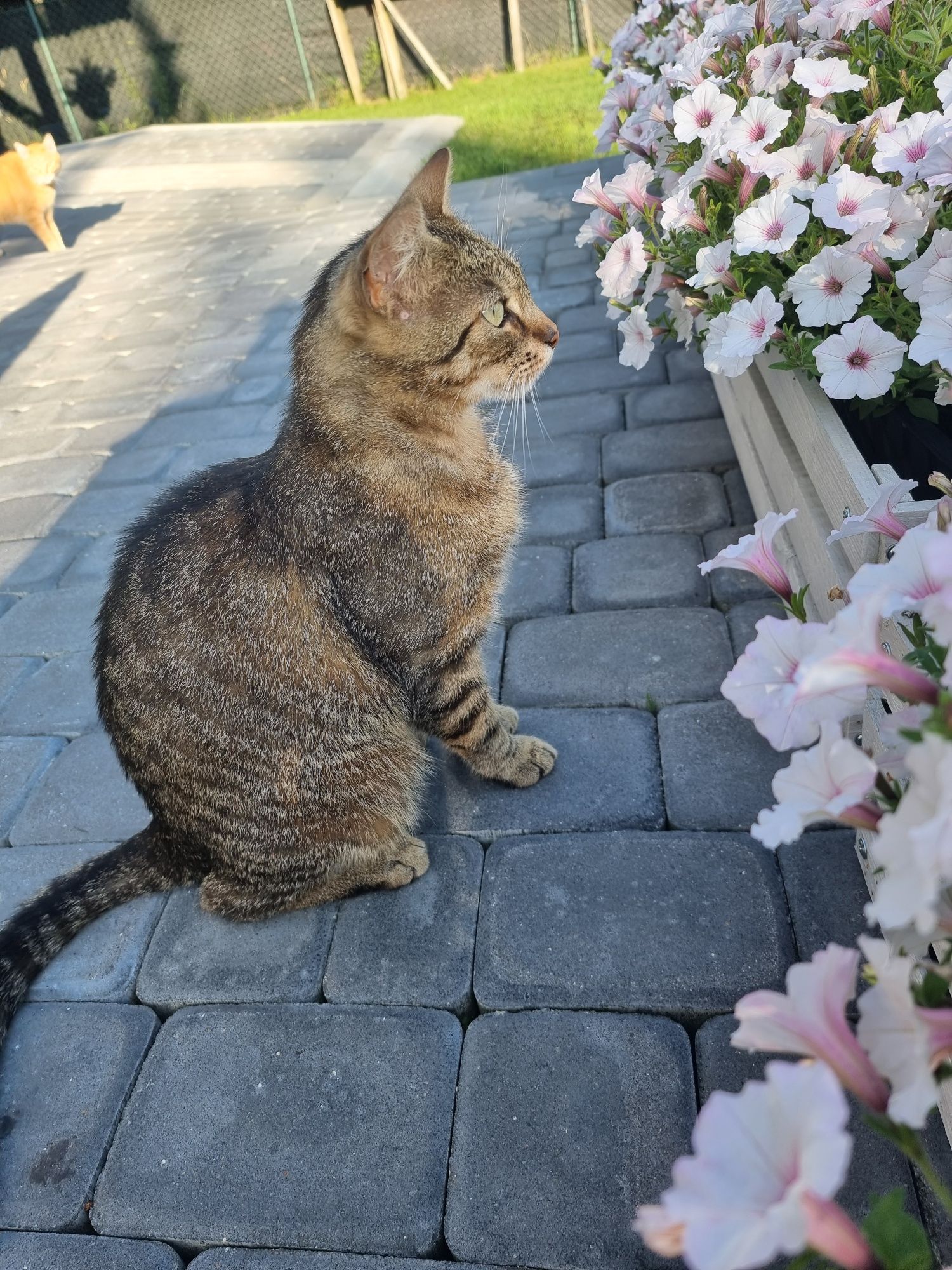 Dwuletni wykastrowany Borysek do adopcji