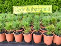 Cedr syberyjski - sadzonki
