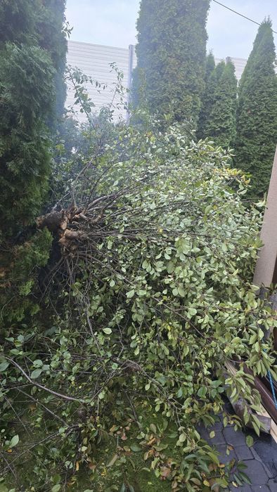 Pilnie Oddam z jabłoni i wiśni