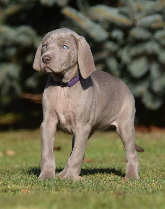 wyżeł weimarski szczenię -suka