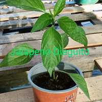 Vendo plantas de malaguetas pimentas raras 107 variedades