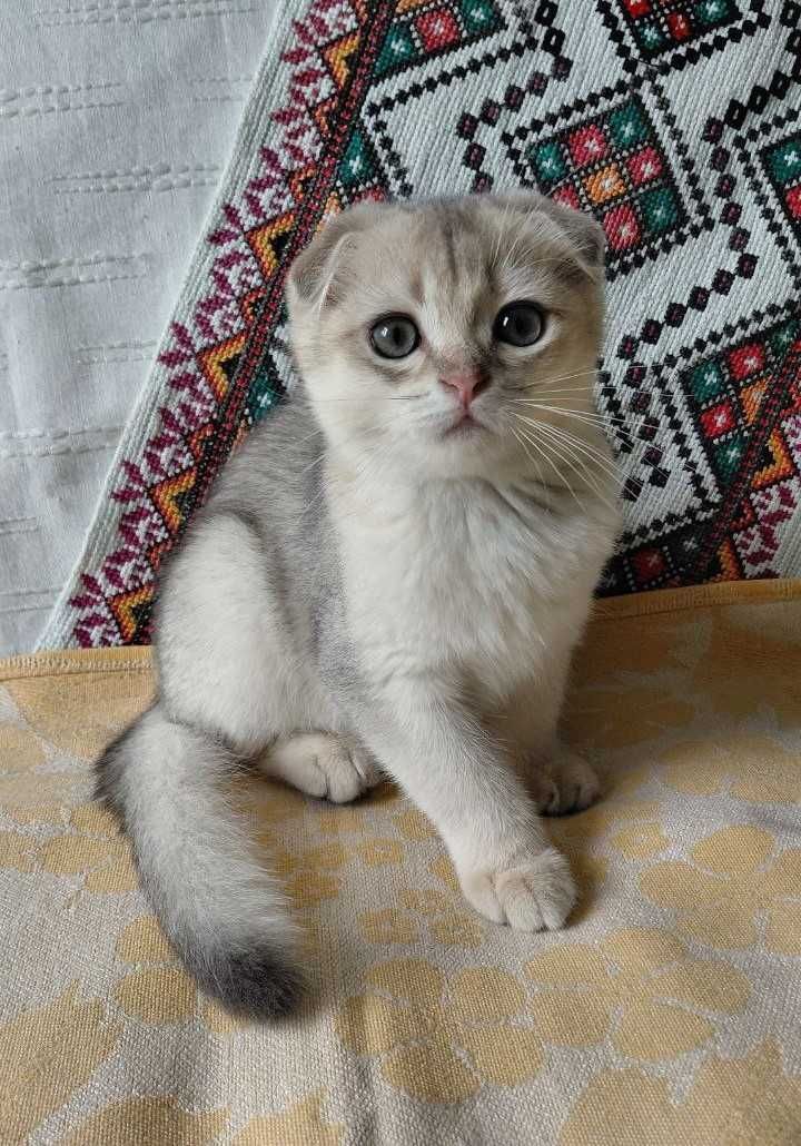 Шотландский вислоухий котик в окрасе голубое золото ау1