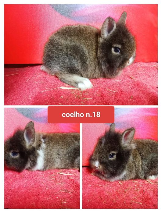 Entrega de coelhos anões em Figueiró dos vinhos