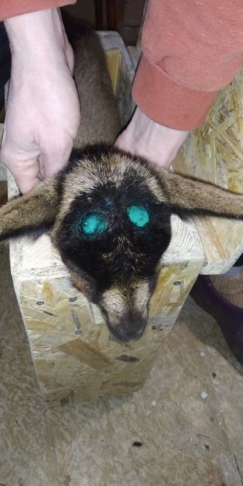 Обезрожу козлят,бескровно кастрирую козликов.