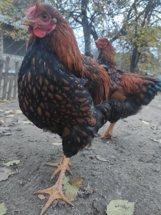 Півень Віандот червоне золото