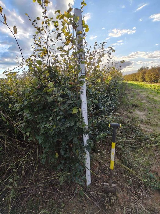 Buk zwyczajny podkładka do szczepień sadzonki 150-180 cm