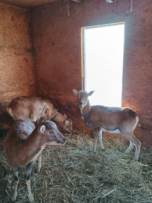 Muflony/owce/kameruńskie/