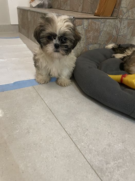 Piesek shih- tzu z pochodzeniem