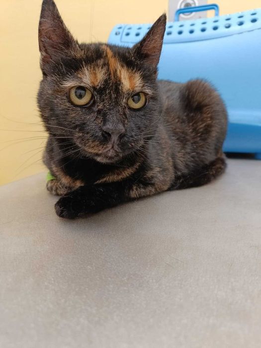 Spokojna szylkretka szuka domku