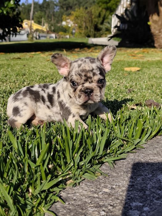Bulldog creme femea