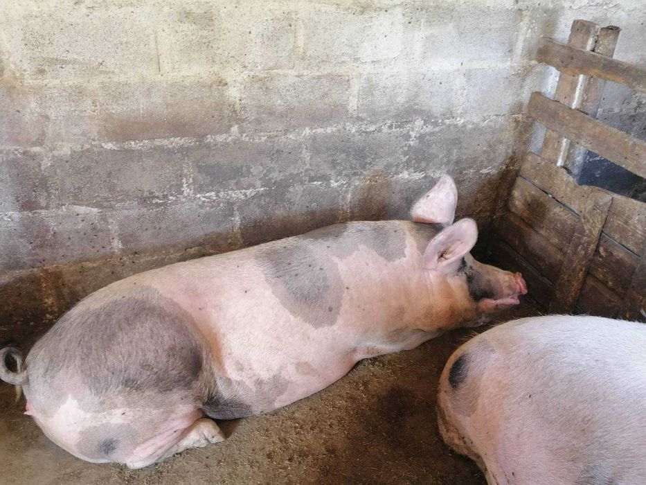 Продам домашню свинину