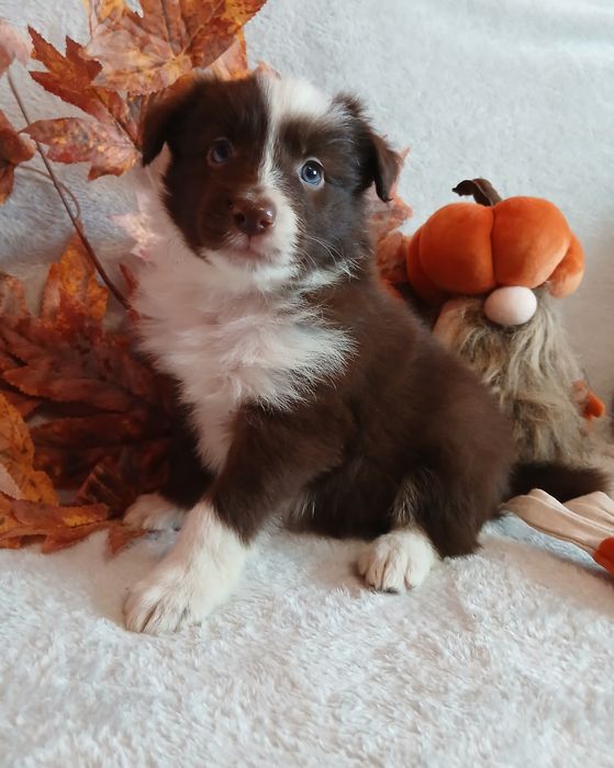 Border collie czekoladowo białe