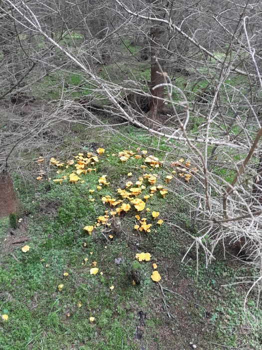 Лисички сушені...