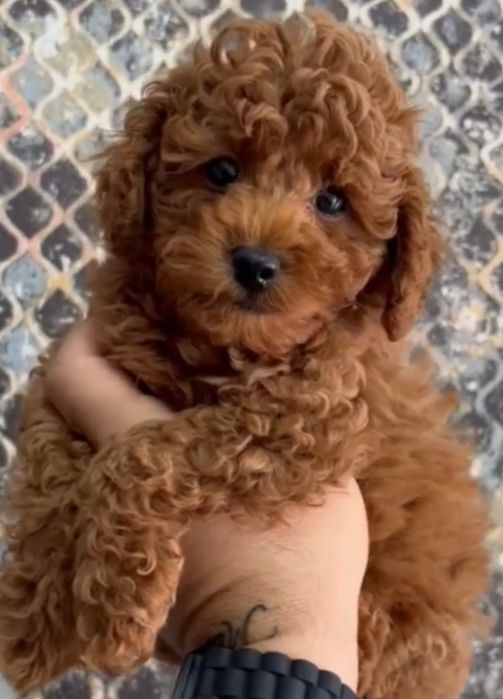 Той пудель ред браун .