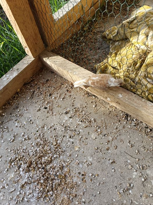 Gołąbki diamentowe