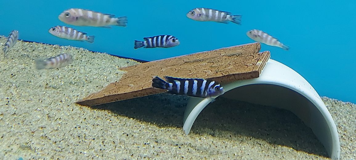 Pyszczaki Pseudotropheus Demasoni Pombo Rock Malawi Tanganika