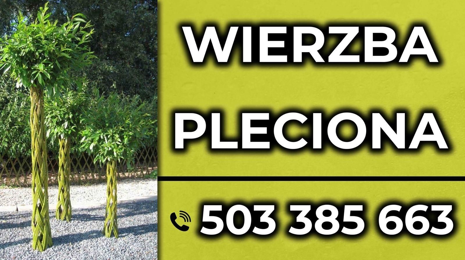 Wierzba pleciona