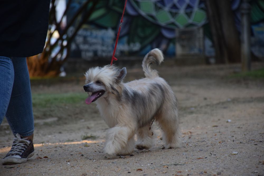 Cão de Crista Chines - Variedade Powderpuff
