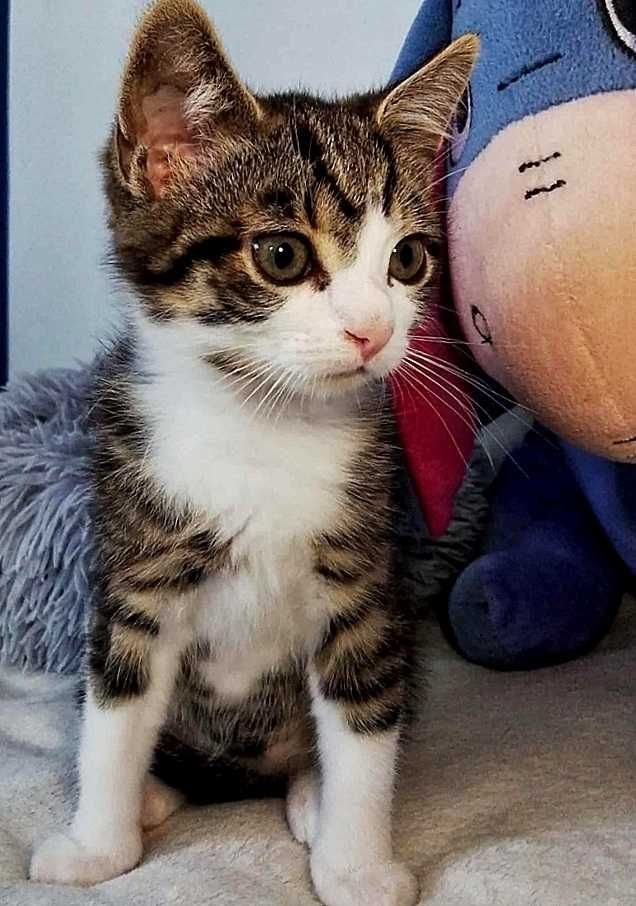 Biało bury kotek,młodziutki kocurek,wesoły,do adopcji