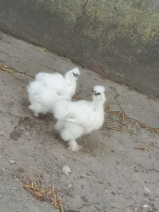 Silki śnieżnobiałe