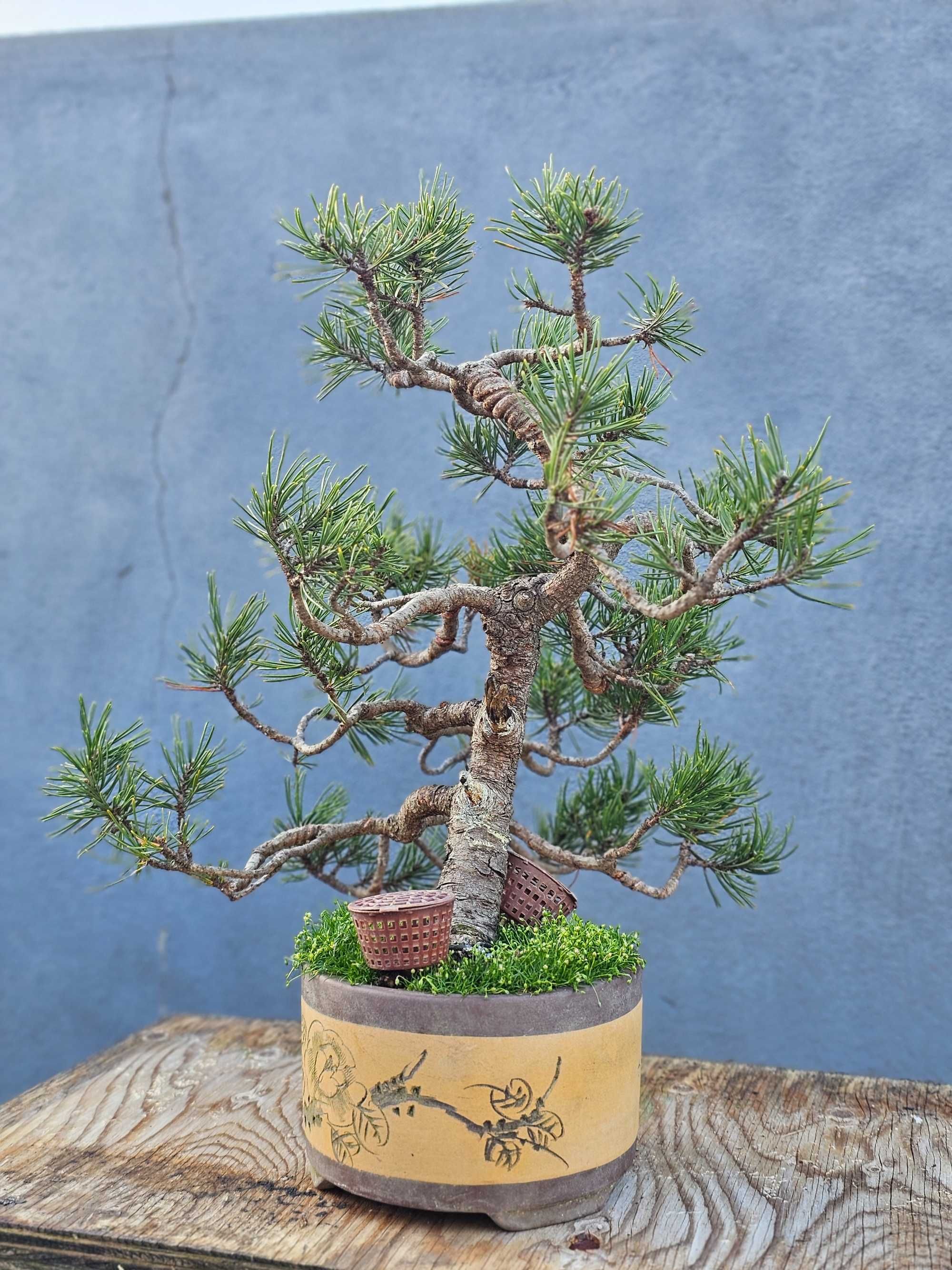 Bonsai pinus mugo