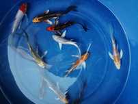 Carpa koi véu 12 a 15cm promoção