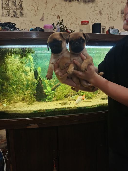 Мопсодітки.  Хлопчики абрикосики.