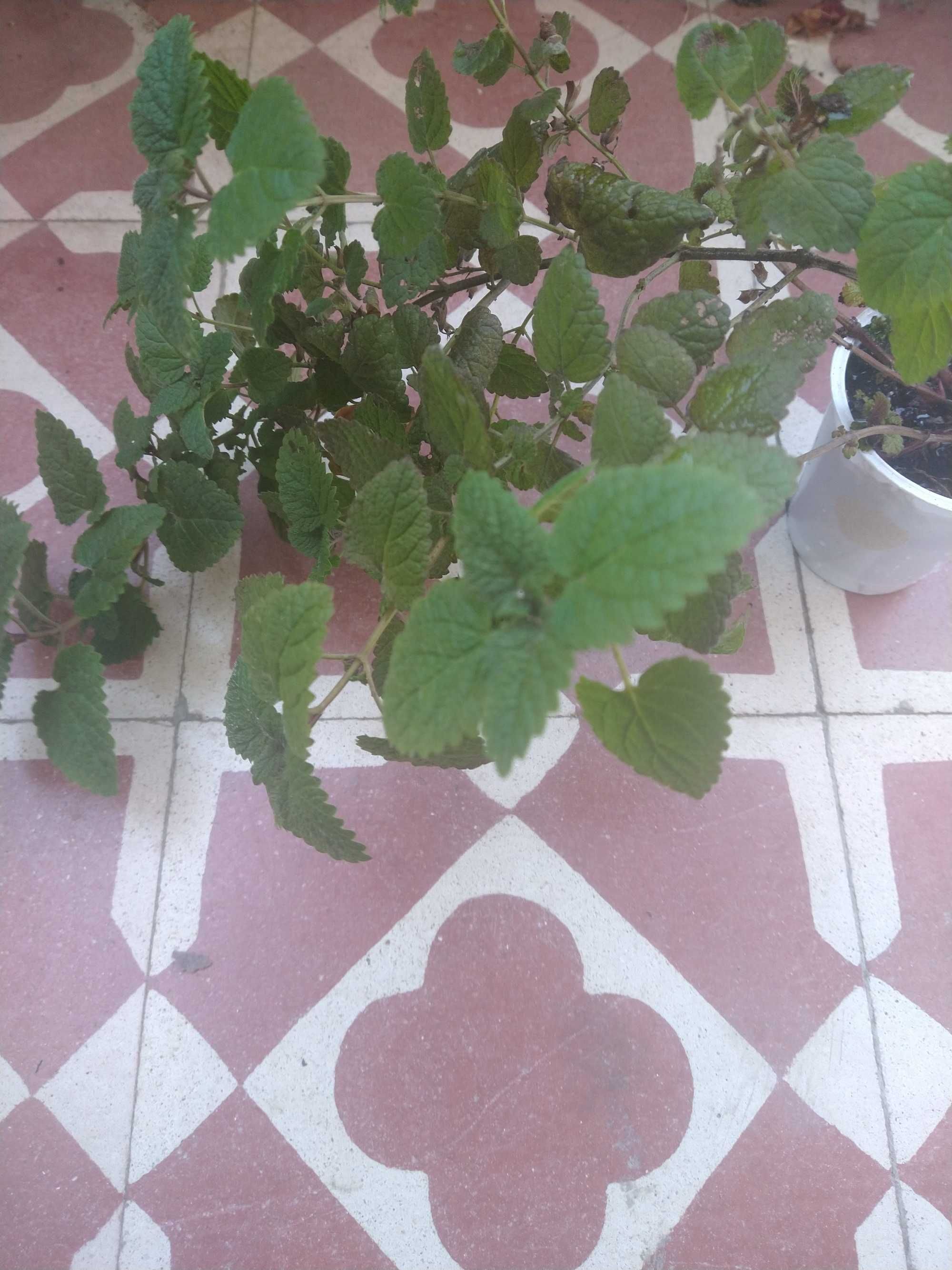 Planta de cidreira ( pé com raiz )