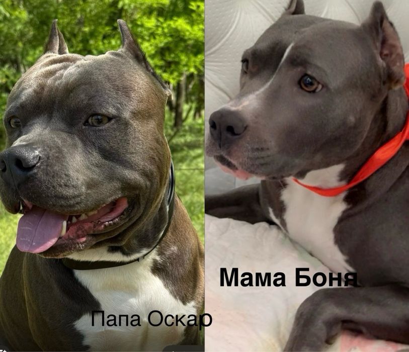 Продаются щенята стаффордширського тер’єра