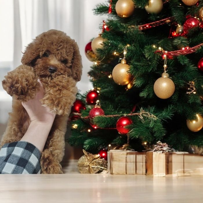 Найкращий подаруночок