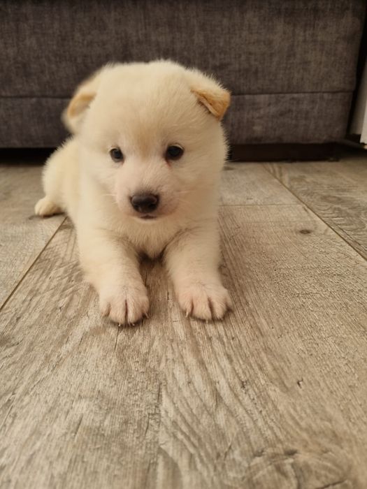Shiba inu piesek kremowy rezerwacja