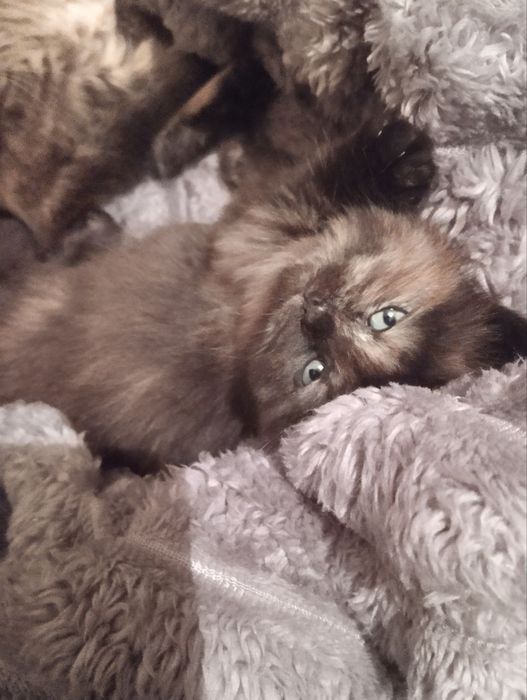 Очаровательные пушистые котята ищут дом