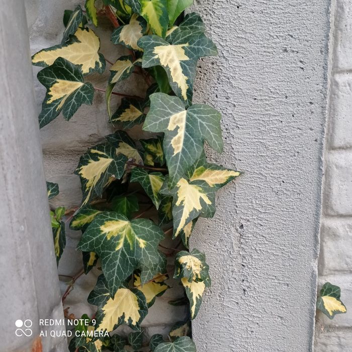Плющі декоративні