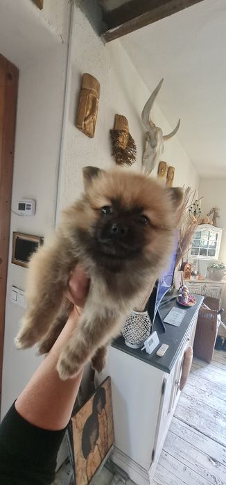 Pomeranian piesek szpic miniaturowy orange sable Mini piękny