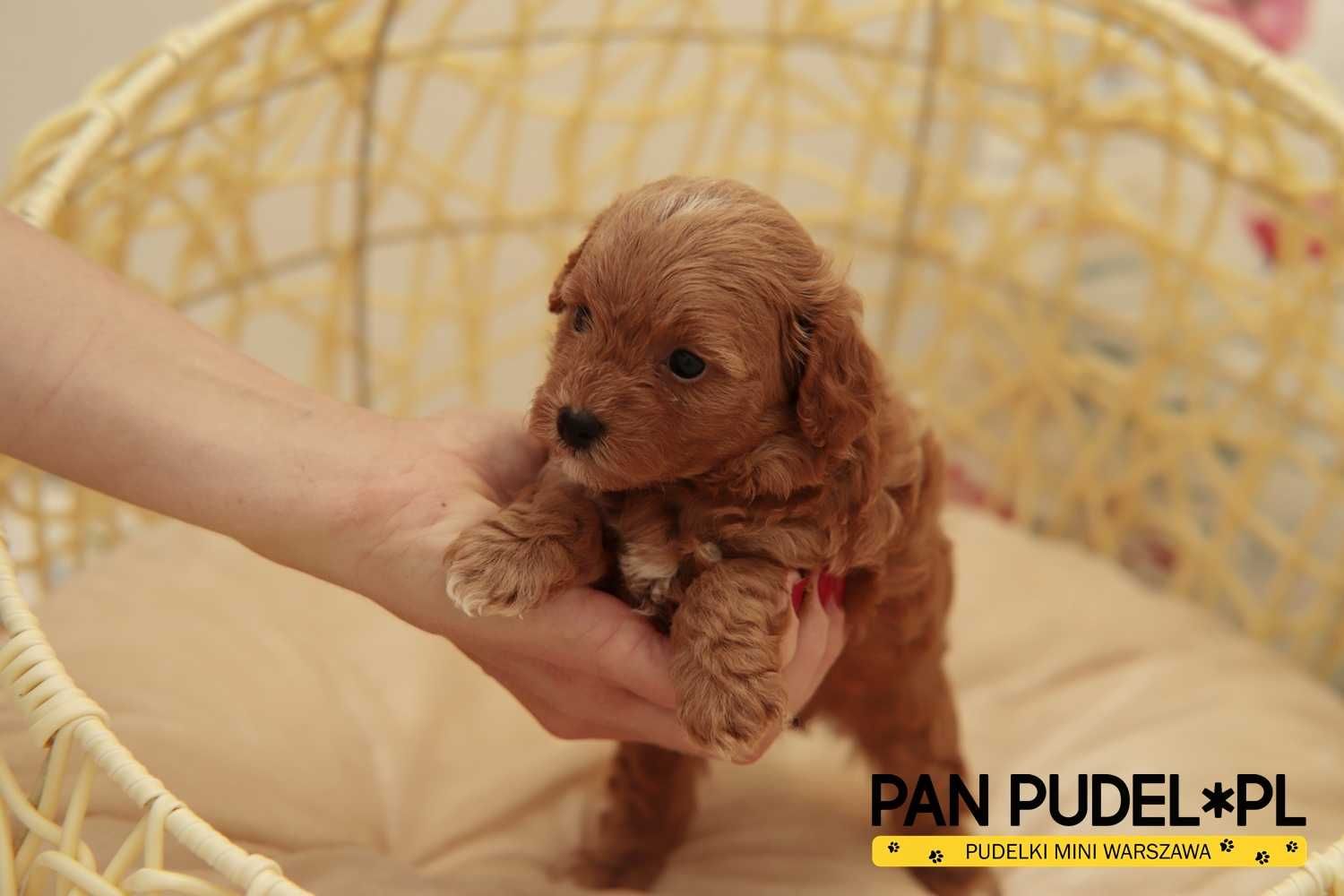 Maltipoo f1b Zjawiskowa Suczka Red Czerwona Z Białym Do Rezerwacji